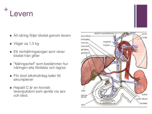 hur fungerar levern hur fungerar levern